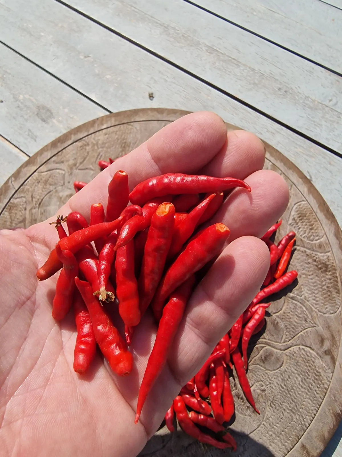 Cabai Chilli Tree Chilli Seeds - Image 4