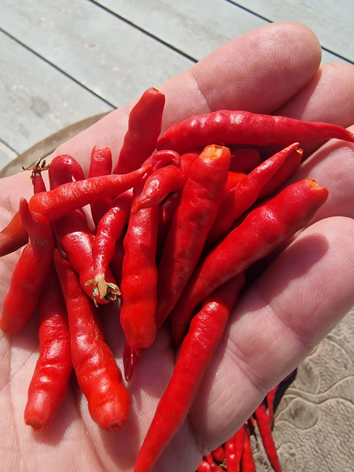 Cabai Chilli Tree Chilli Seeds - Image 5