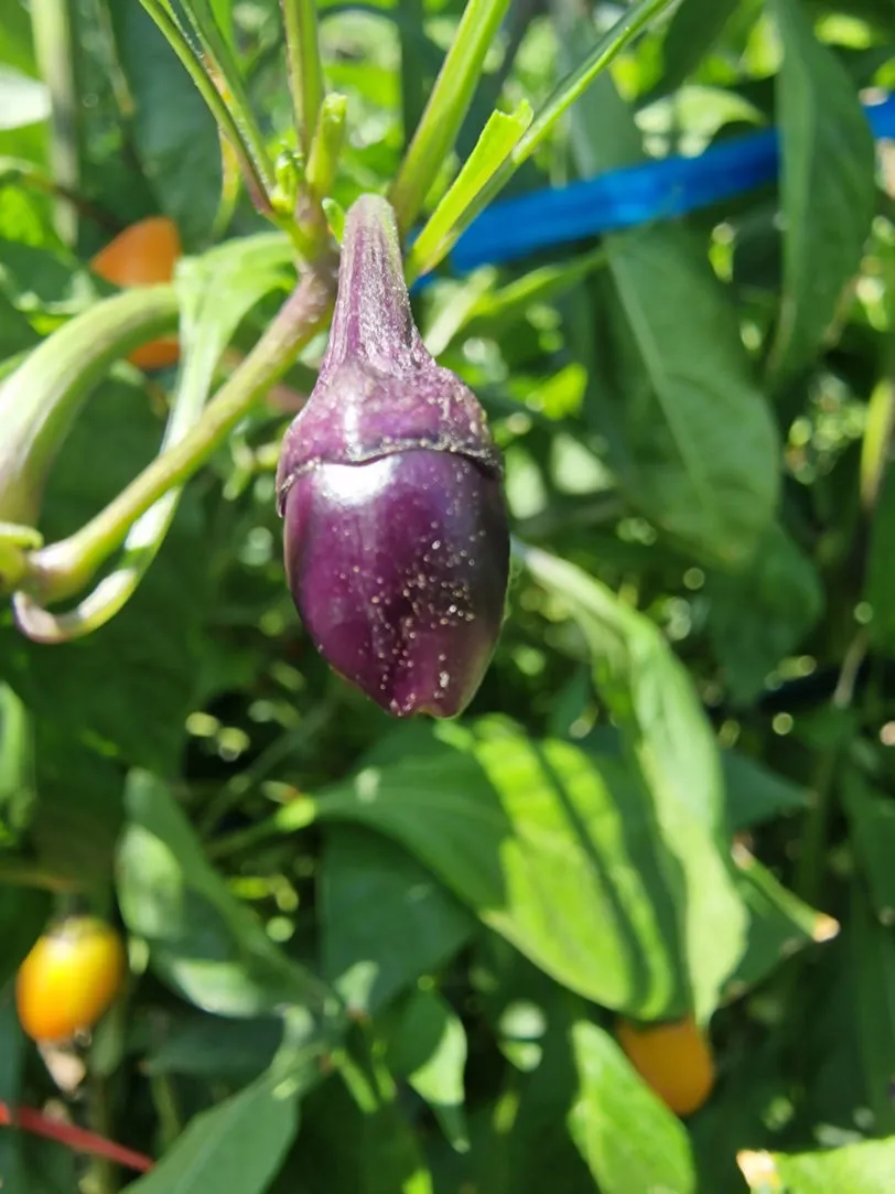 Multi Colour Jalapeno Chilli Seeds - Image 7