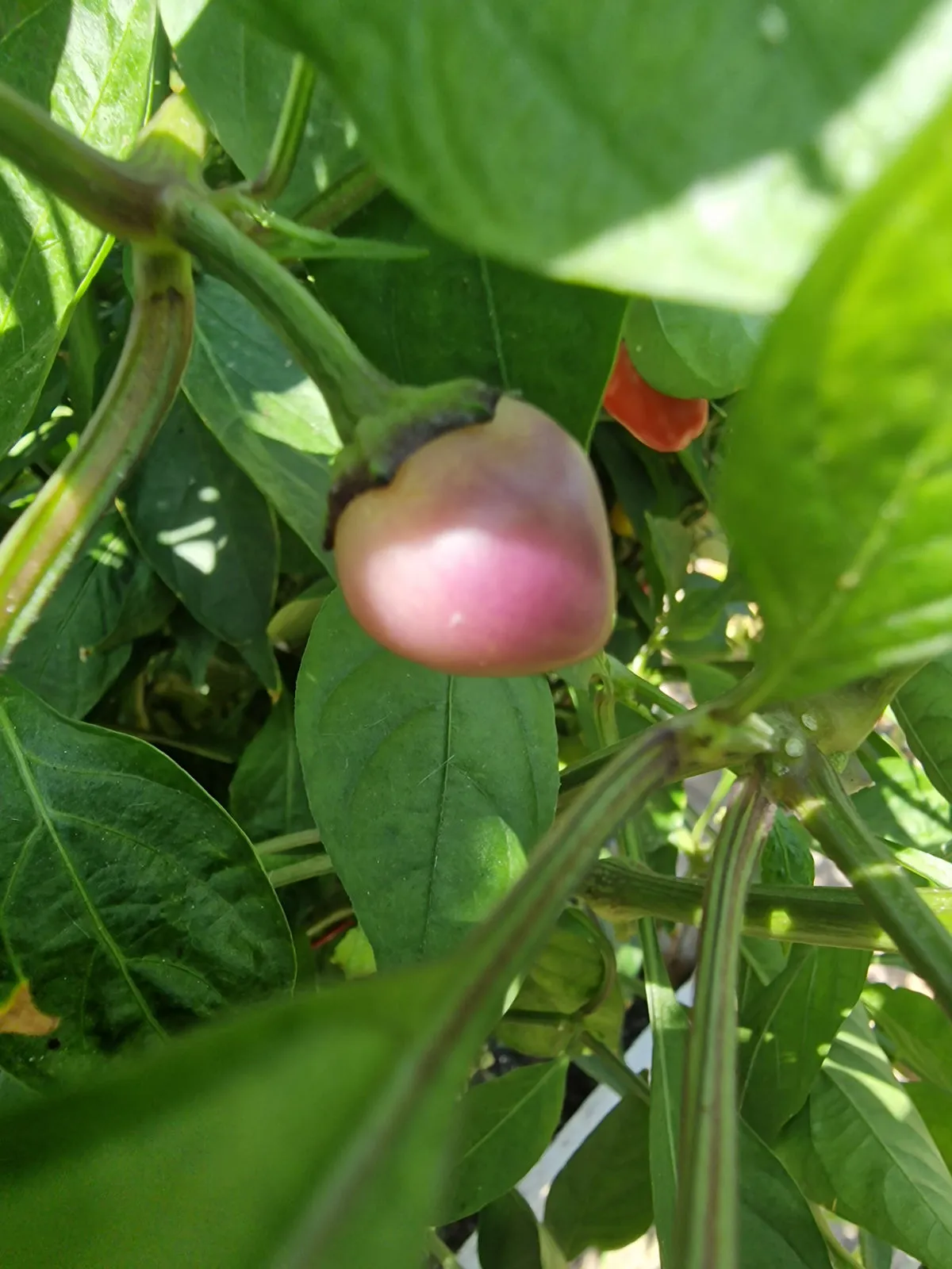 Multi Colour Jalapeno Chilli Seeds - Image 10