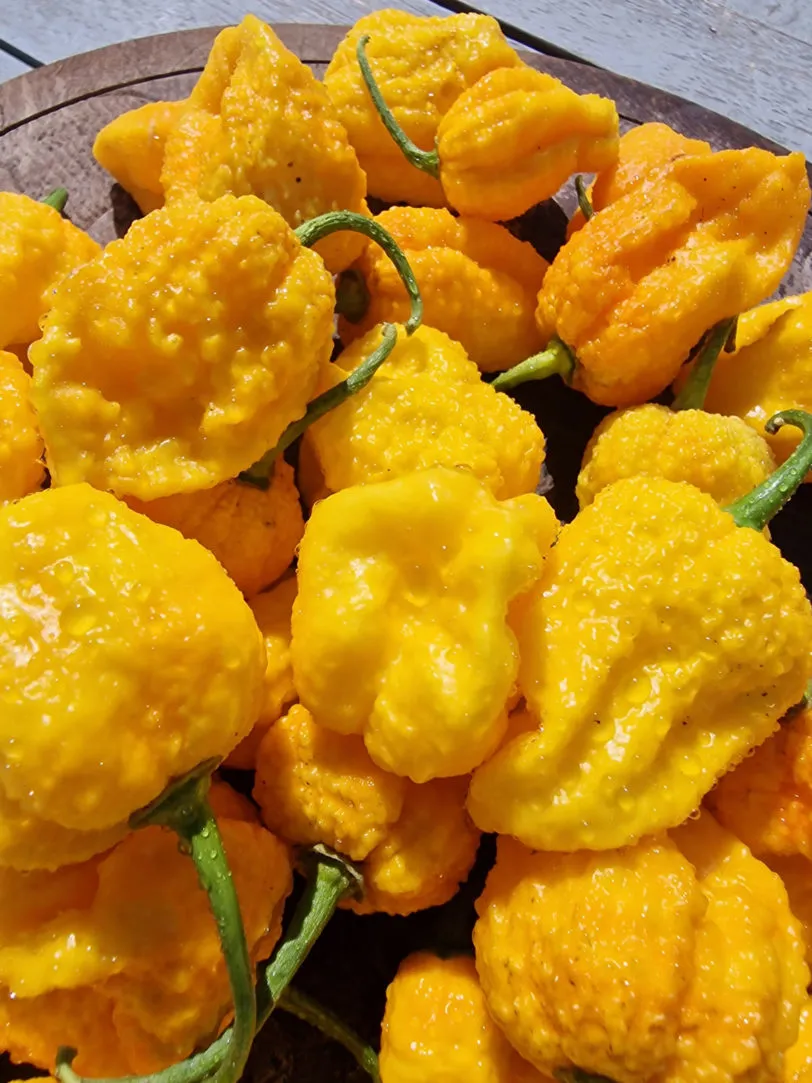 Big Yellow Mama Chilli Seeds - Image 2