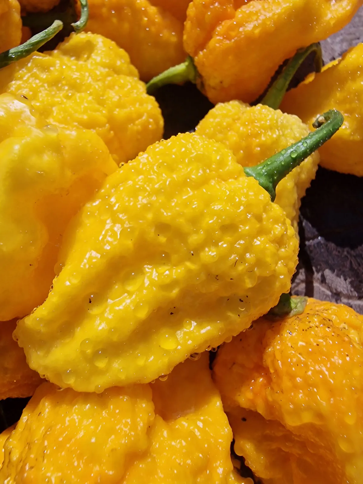 Big Yellow Mama Chilli Seeds - Image 3