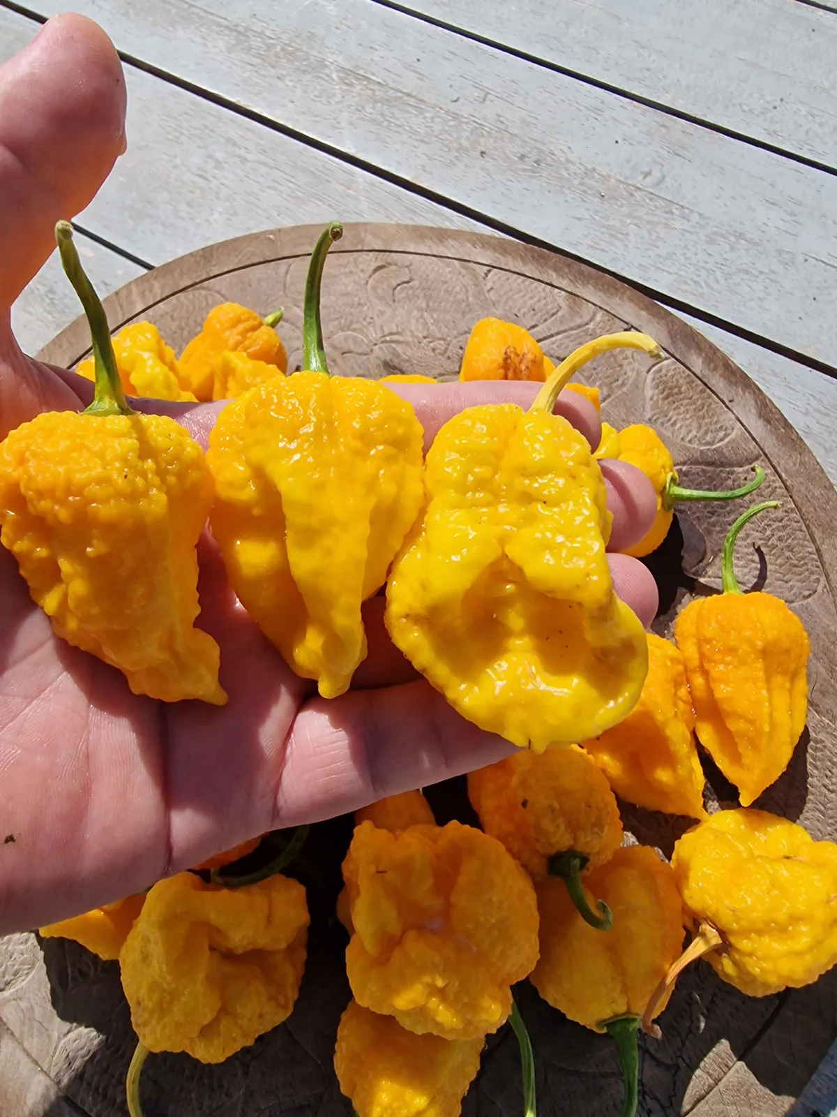 Big Yellow Mama Chilli Seeds - Image 4