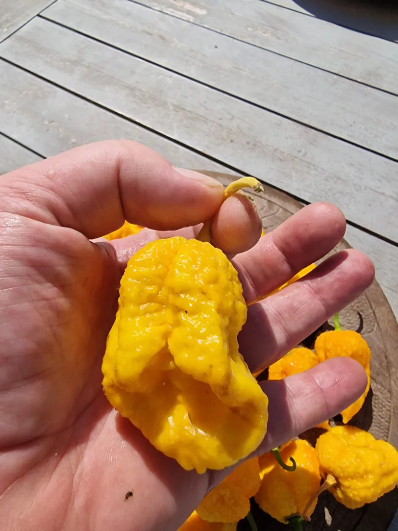 Big Yellow Mama Chilli Seeds - Image 5