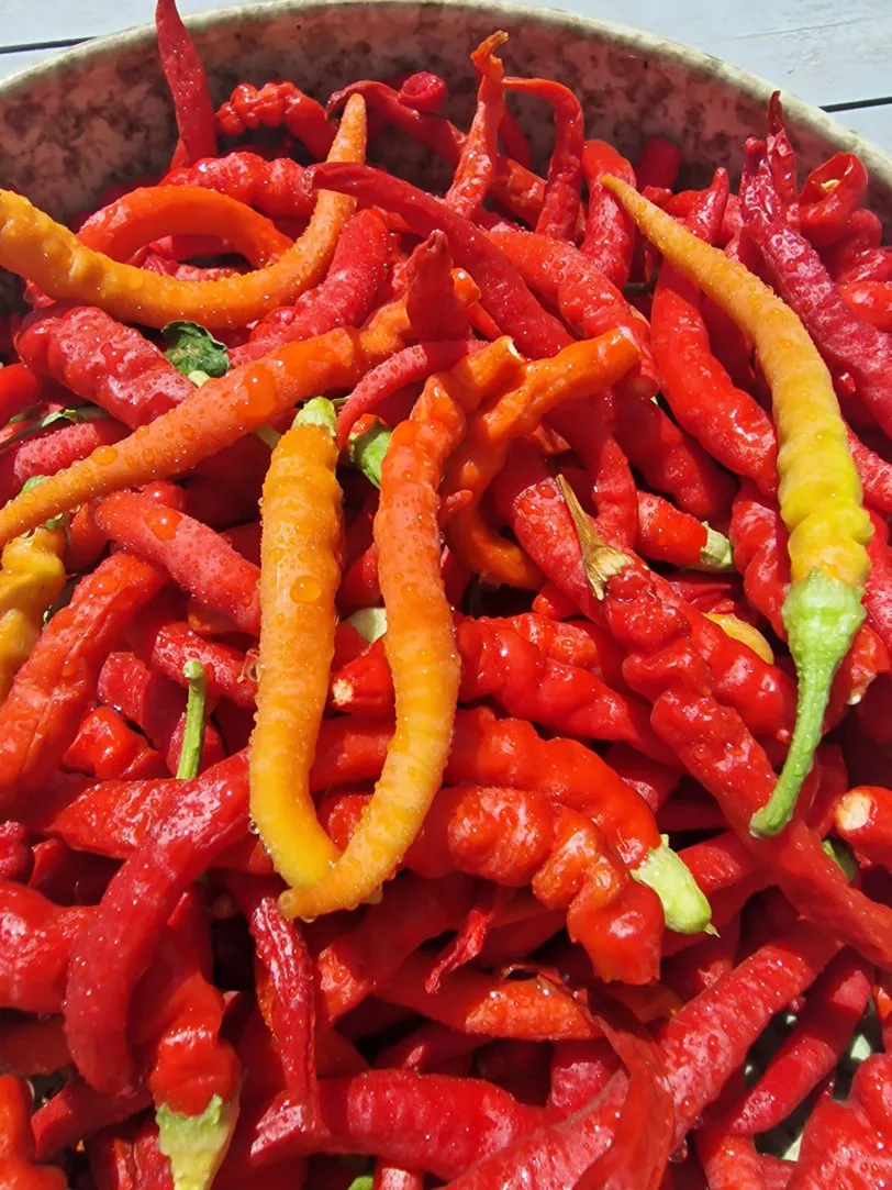 Aci Kil Biber Chilli Seeds - Image 2