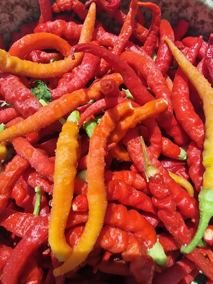 Aci Kil Biber Chilli Seeds - Image 3