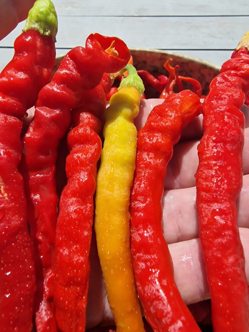 Aci Kil Biber Chilli Seeds - Image 4