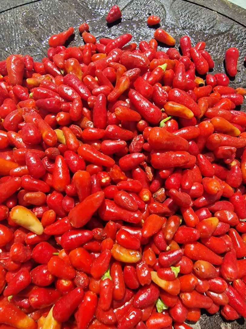 Thai Hot Red Chilli Seeds - Image 4
