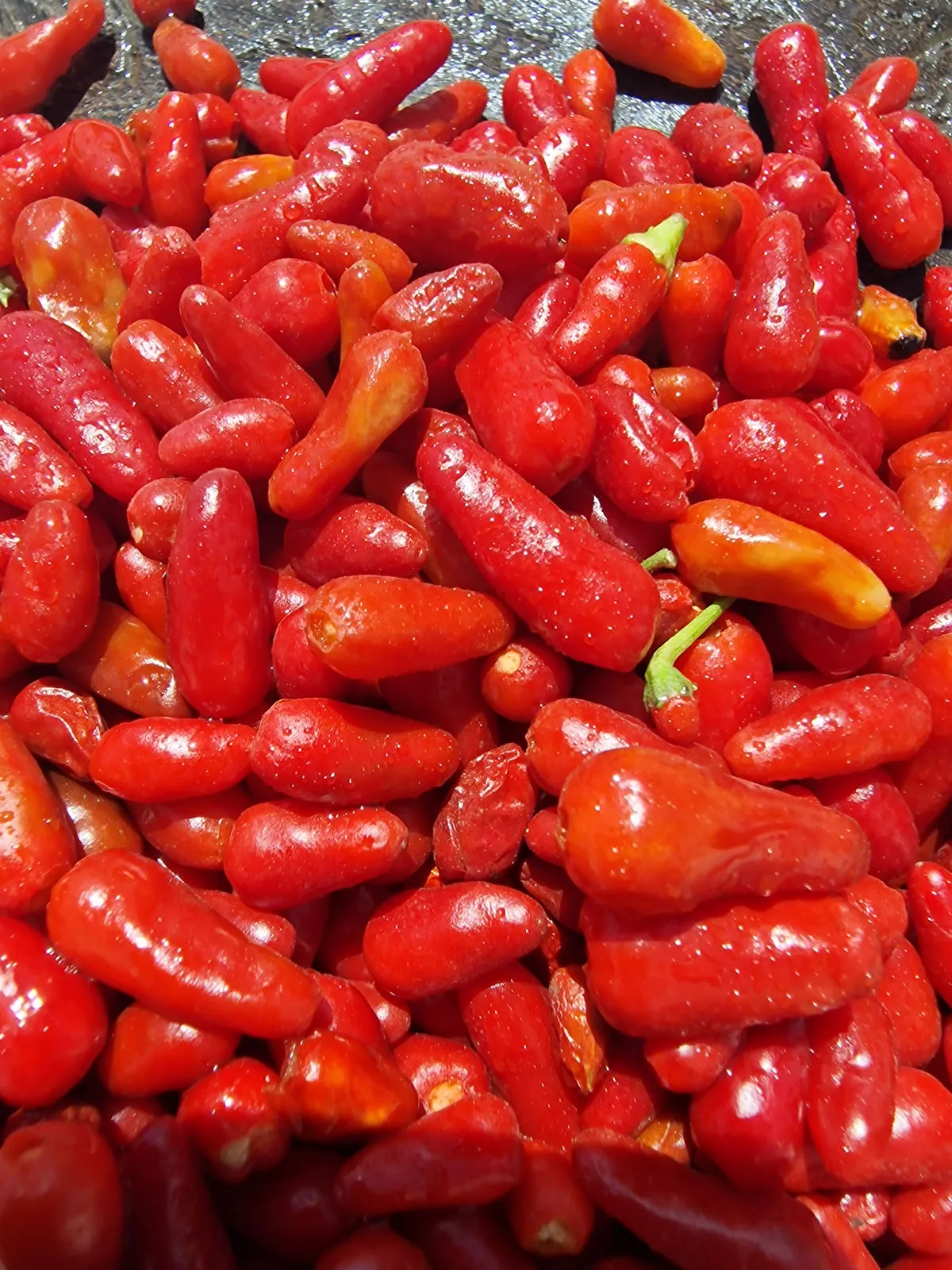Thai Hot Red Chilli Seeds - Image 3