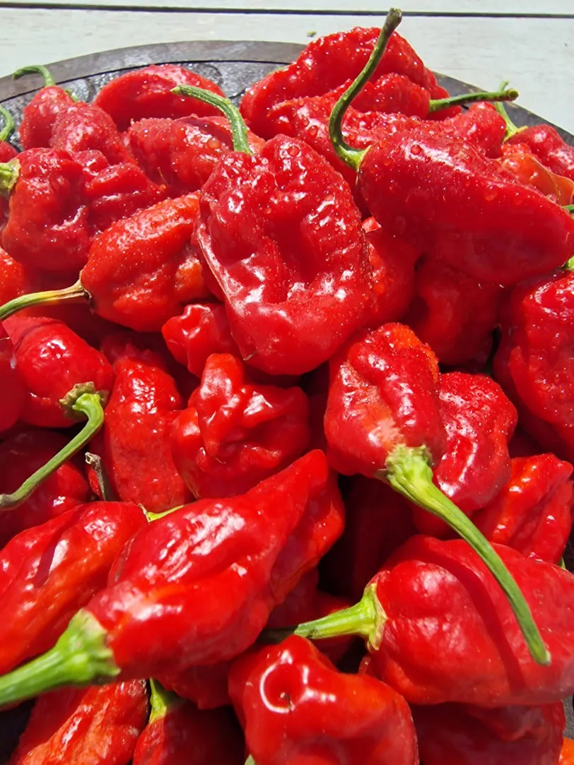 Sweet Moruga Chilli Seeds - Image 3