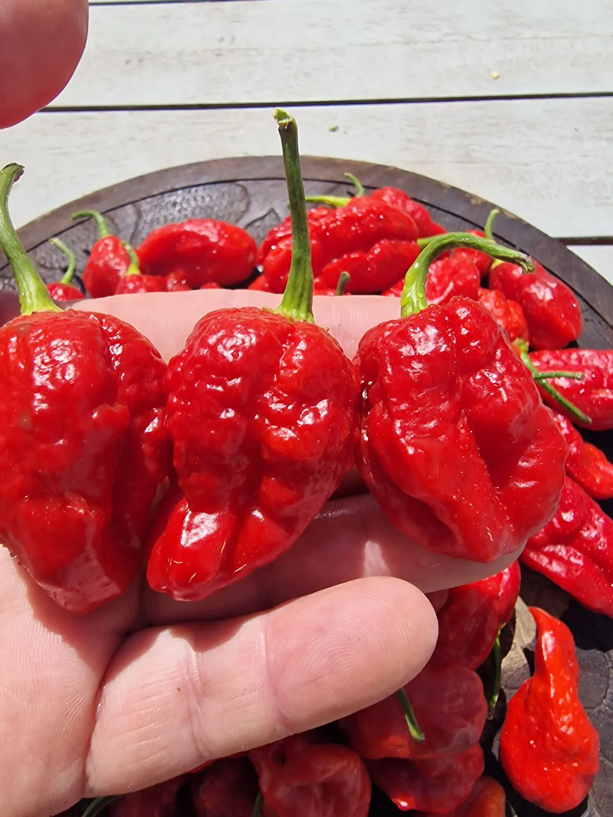 Sweet Moruga Chilli Seeds - Image 4