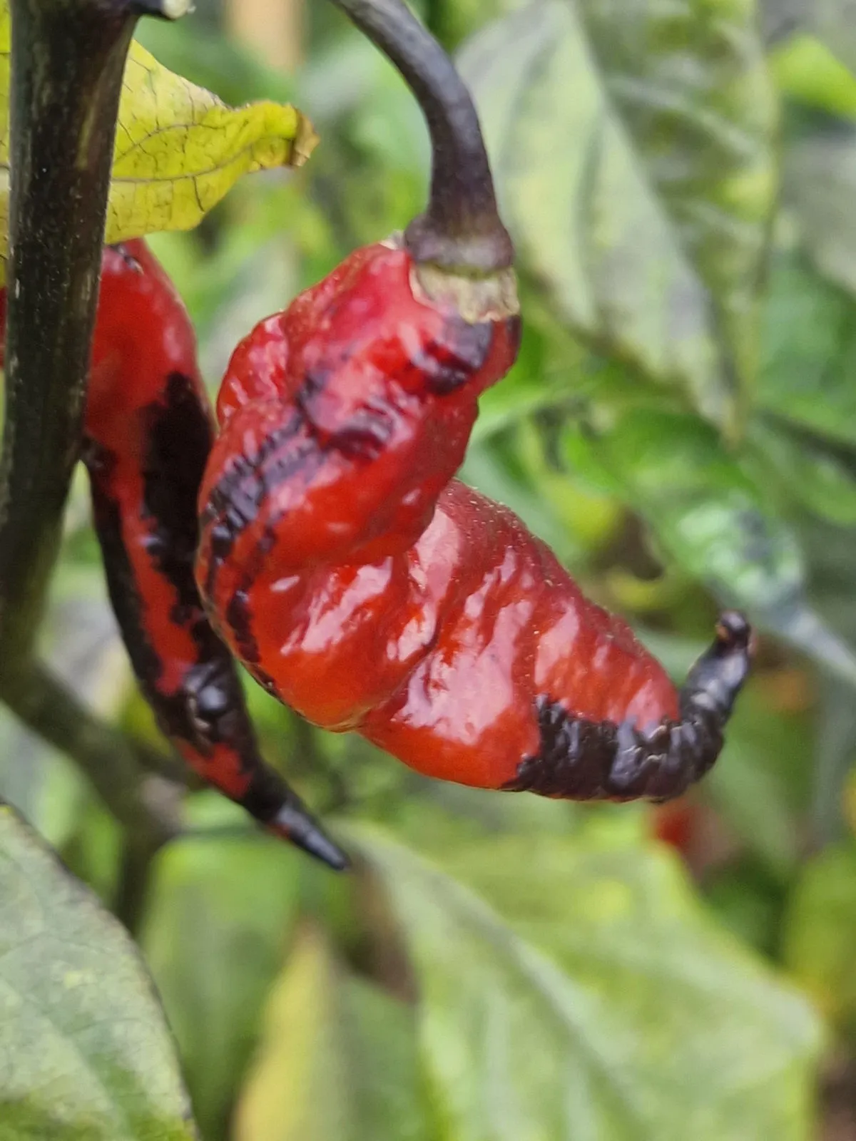 Pimenta Bela Ruby Chilli Seeds - Image 3