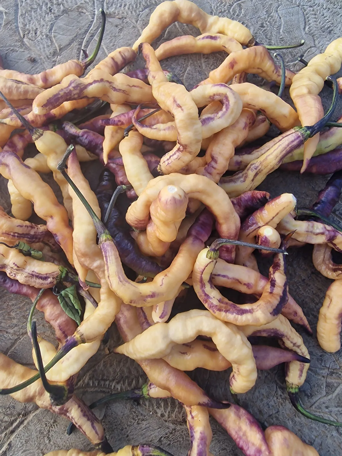 Jes's Purple Peach Chilli Seeds - Image 3