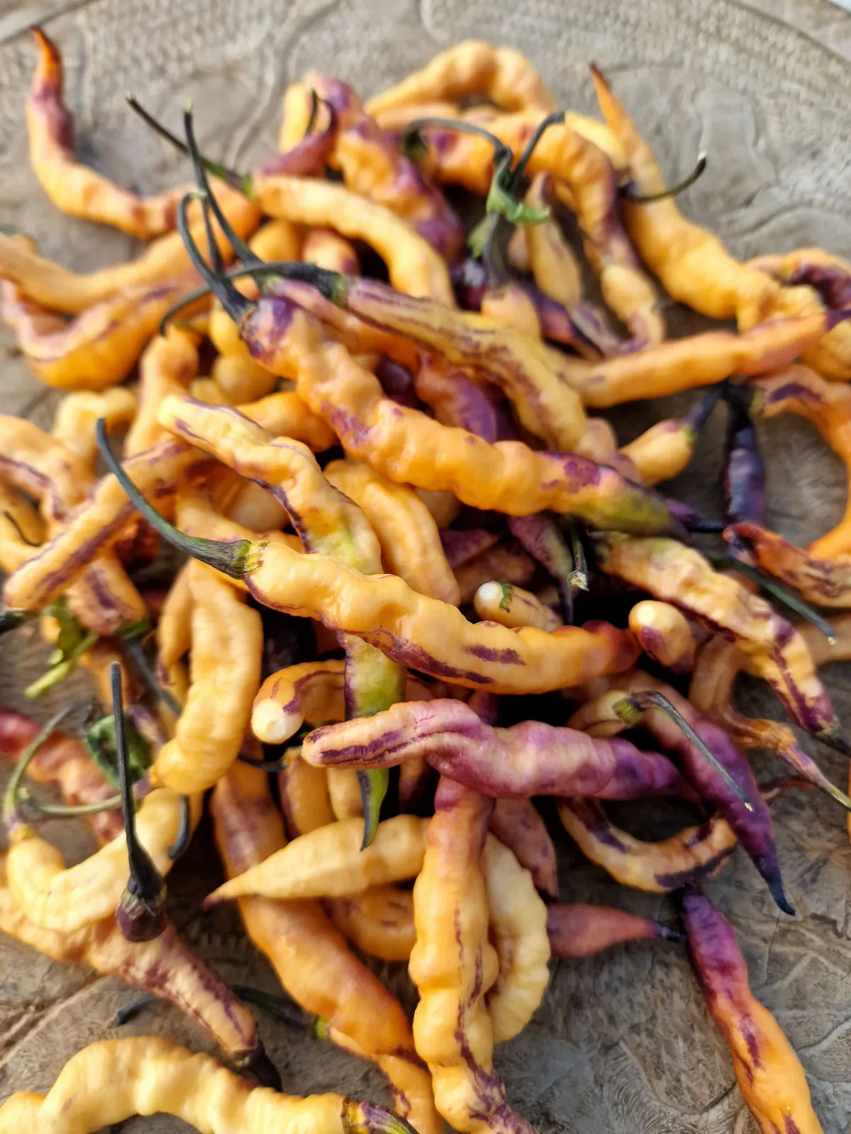 Jes's Purple Peach Chilli Seeds - Image 5