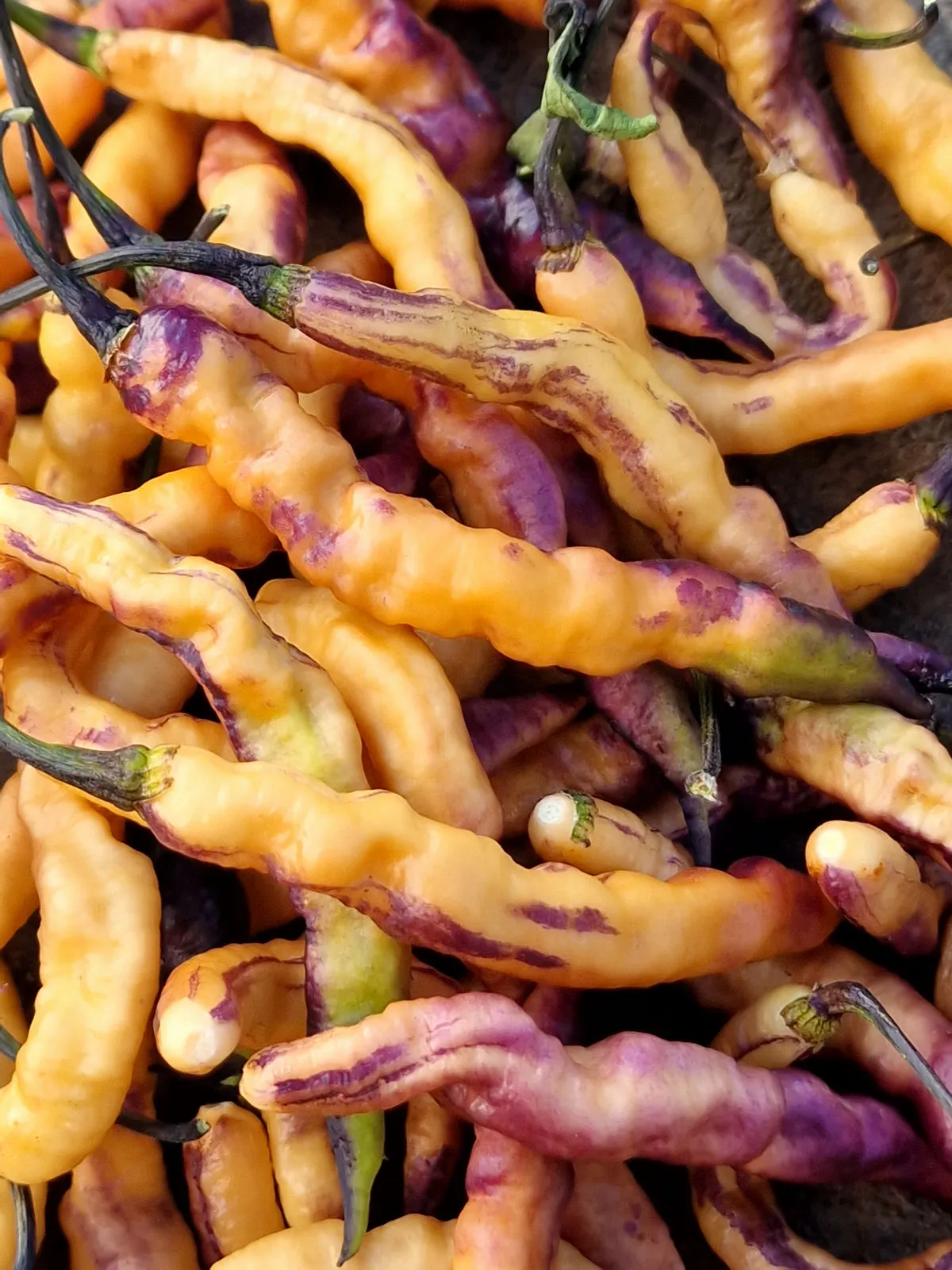 Jes's Purple Peach Chilli Seeds - Image 4