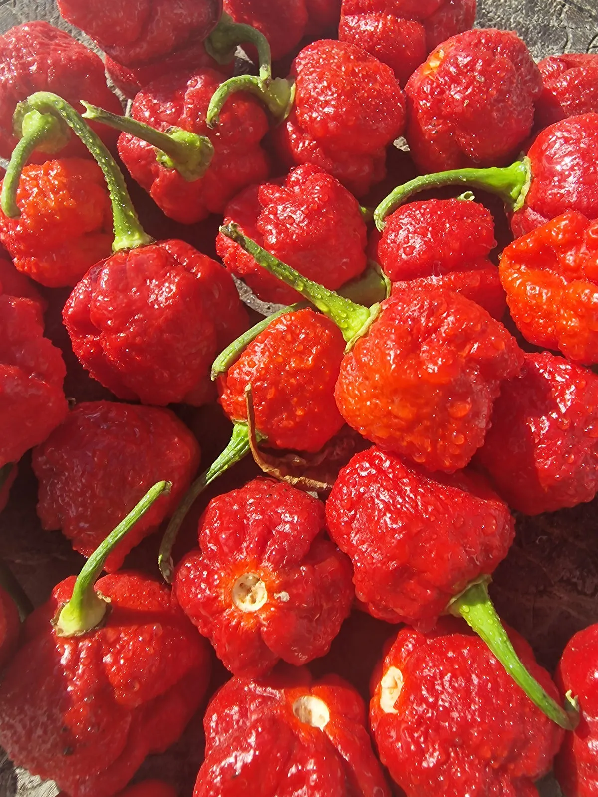 7 Pot Lava Chilli Seeds - Image 3