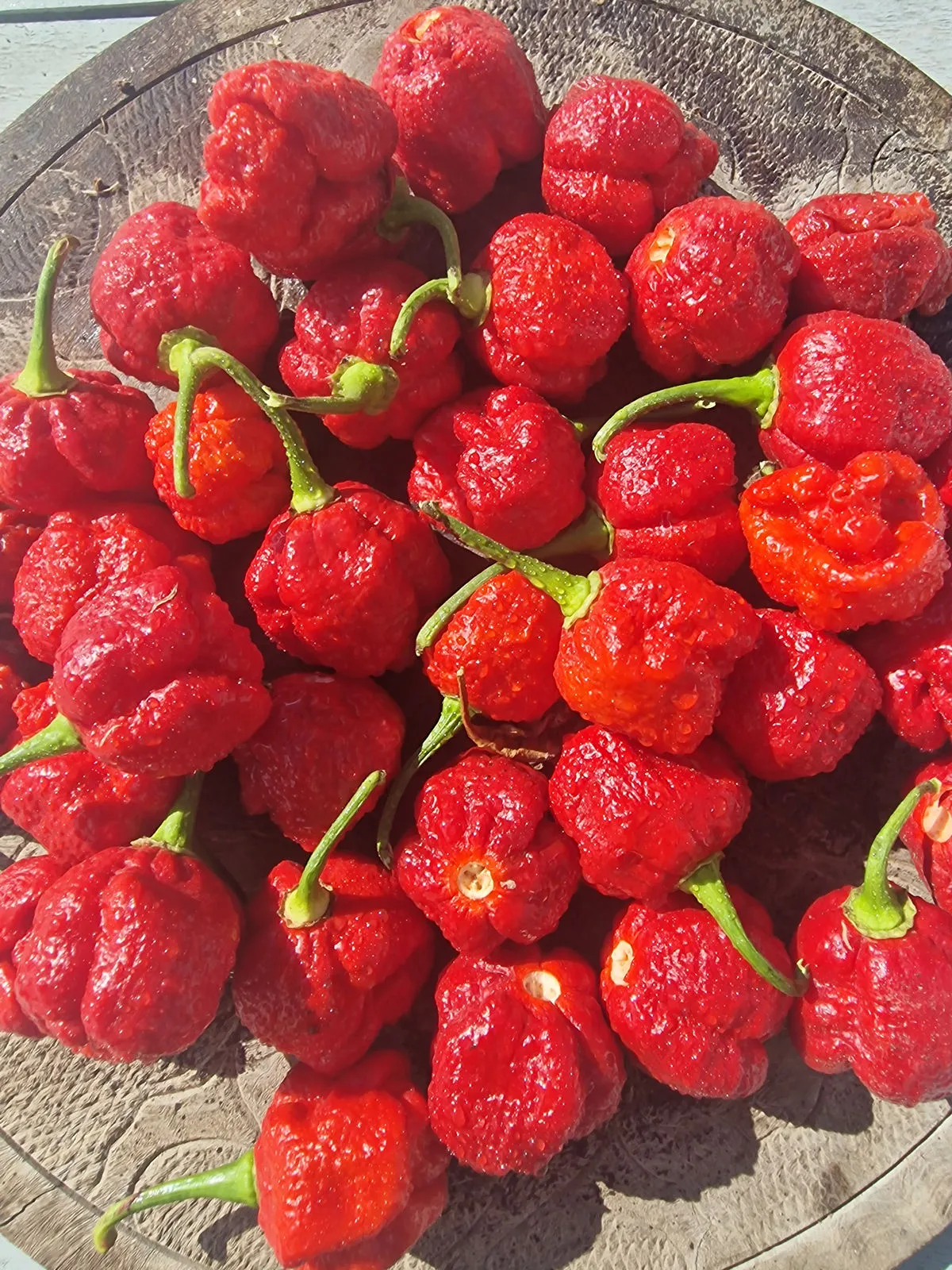 7 Pot Lava Chilli Seeds - Image 2