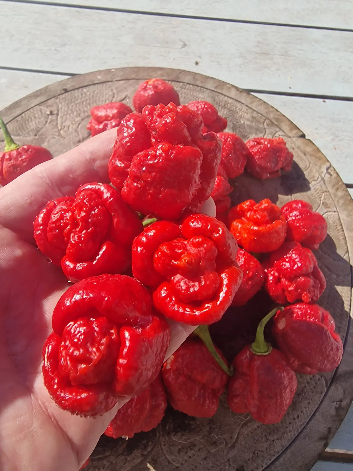 7 Pot Lava Chilli Seeds - Image 7