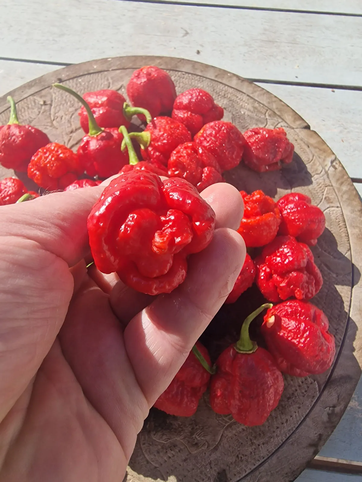 7 Pot Lava Chilli Seeds - Image 6