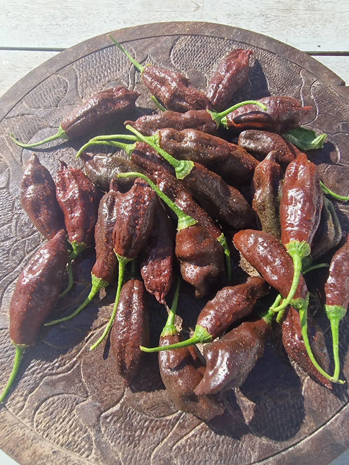 Machu Pichu Chilli Seeds - Image 7