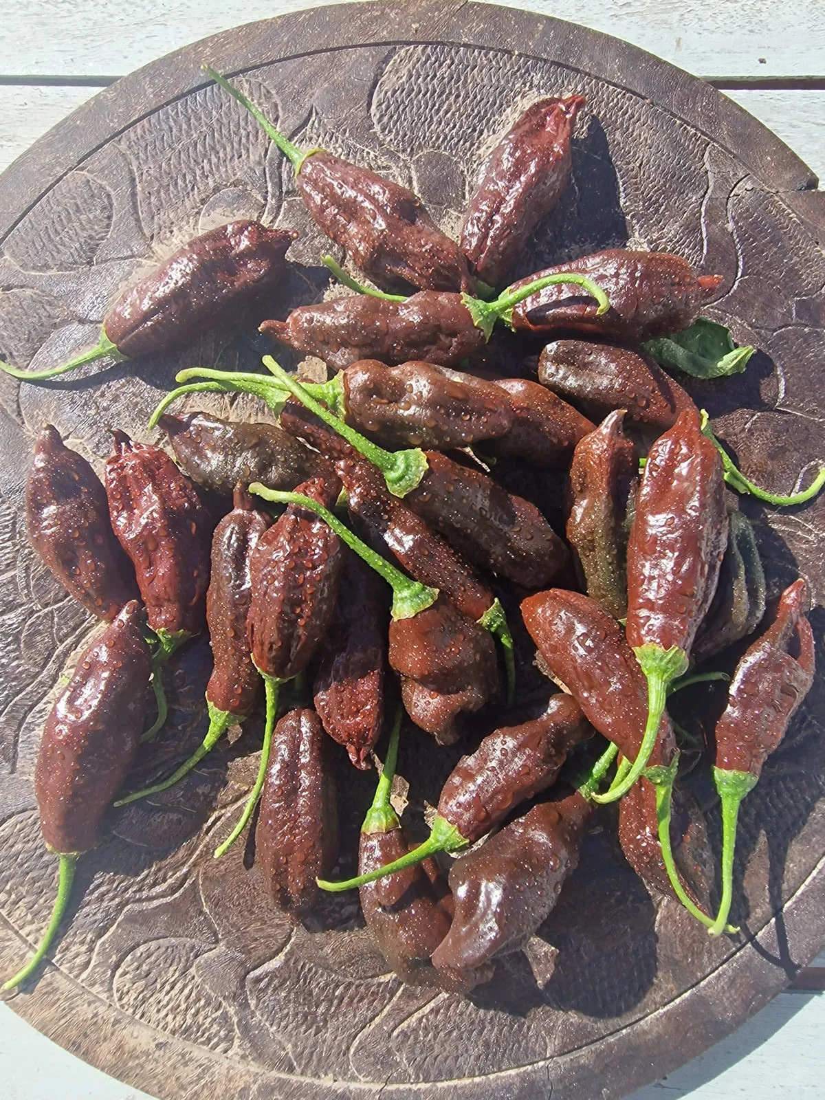Machu Pichu Chilli Seeds - Image 6