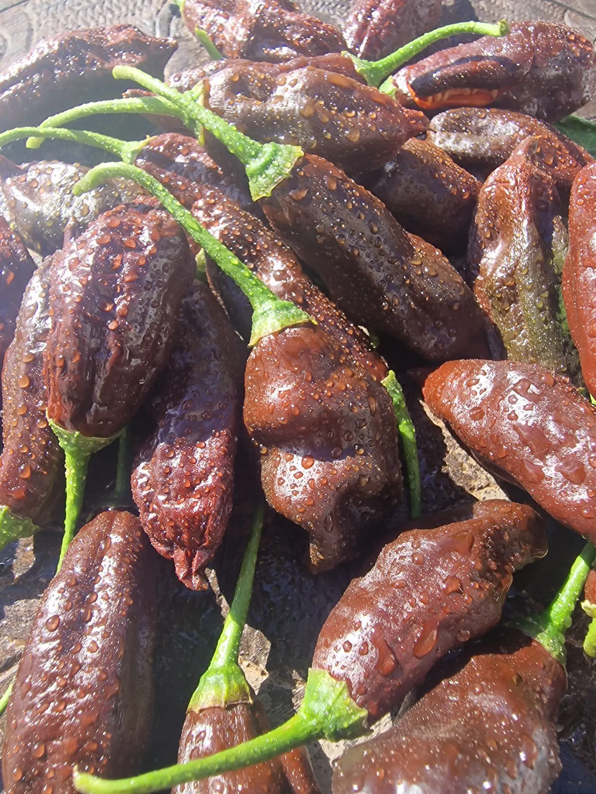 Machu Pichu Chilli Seeds - Image 5
