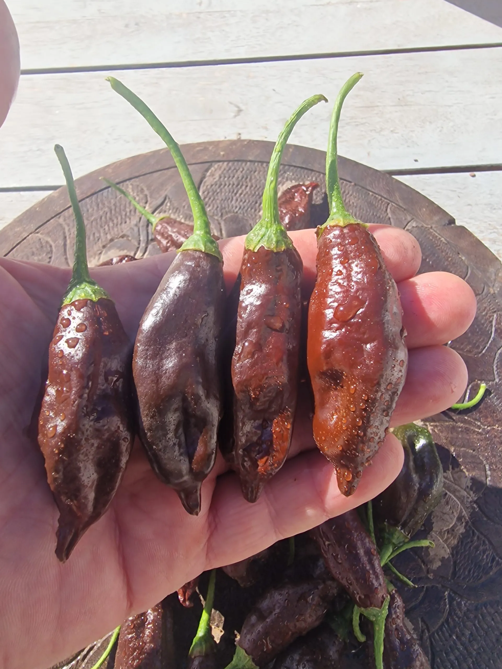 Machu Pichu Chilli Seeds - Image 2