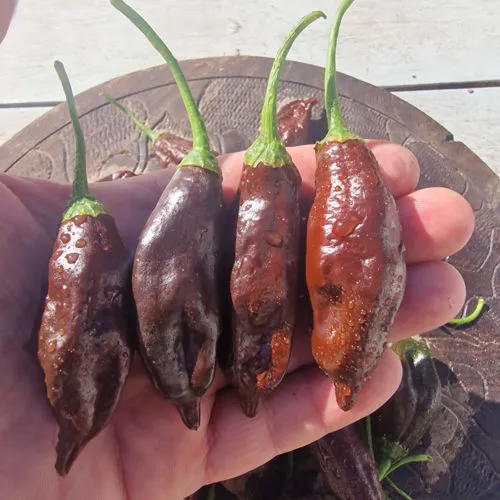Machu Pichu Chilli Seeds