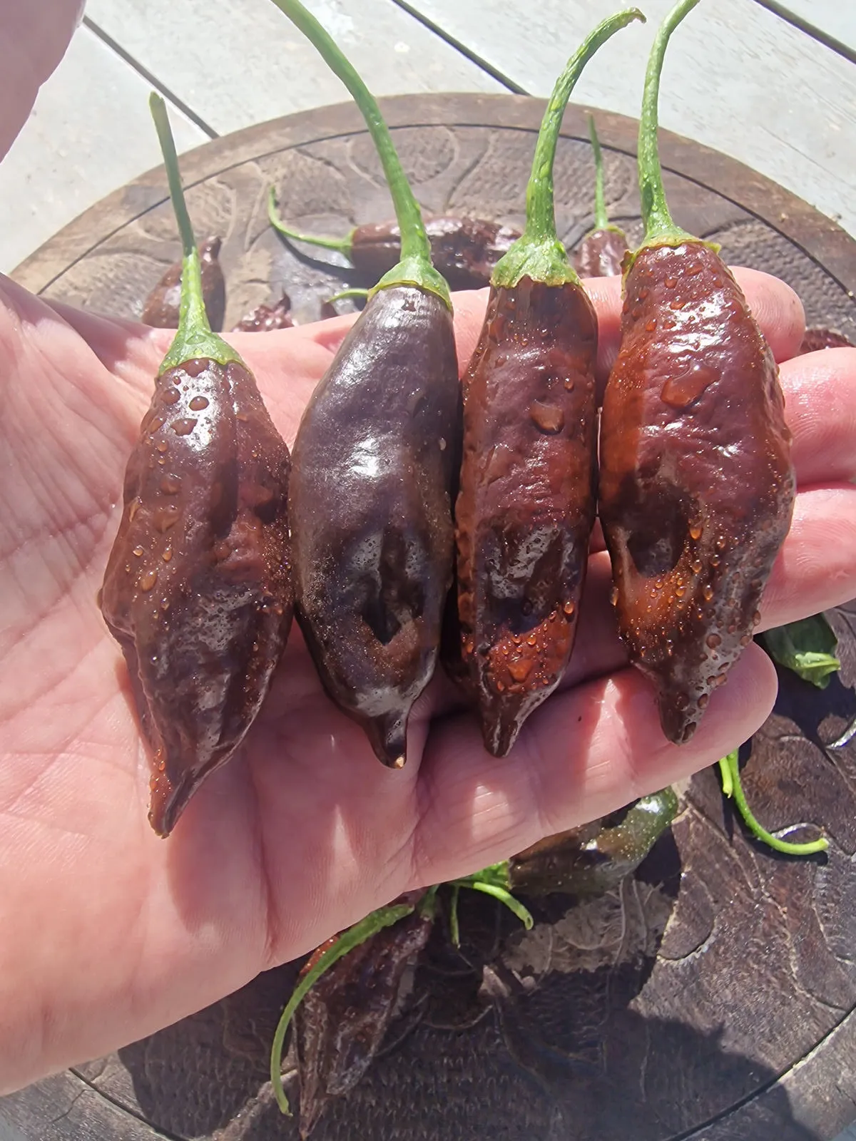 Machu Pichu Chilli Seeds - Image 4