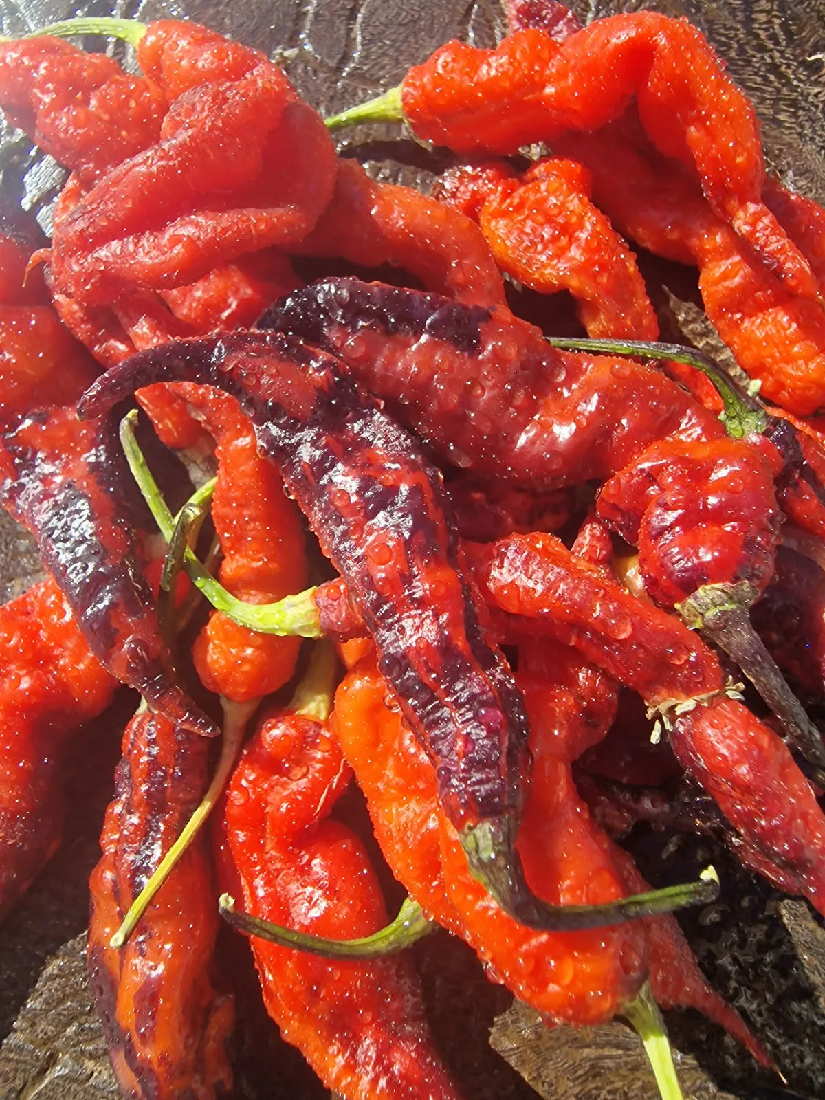 Pimenta Bela Ruby Chilli Seeds - Image 2