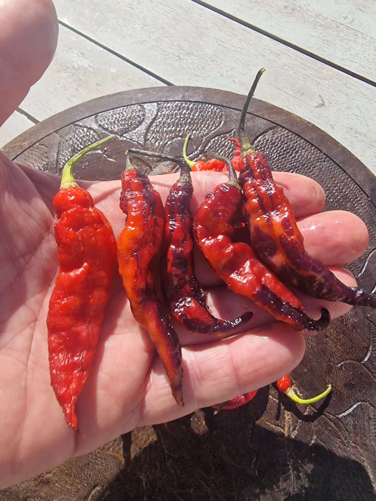 Pimenta Bela Ruby Chilli Seeds - Image 6