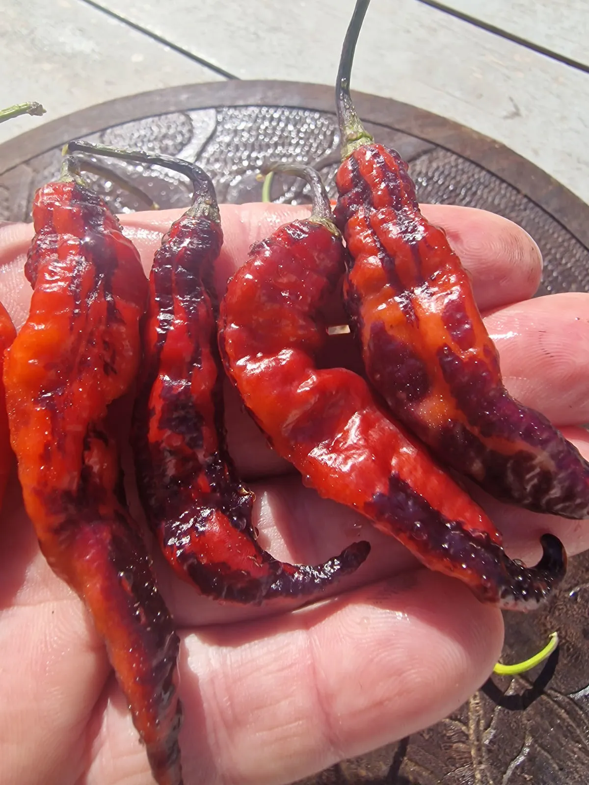 Pimenta Bela Ruby Chilli Seeds - Image 5