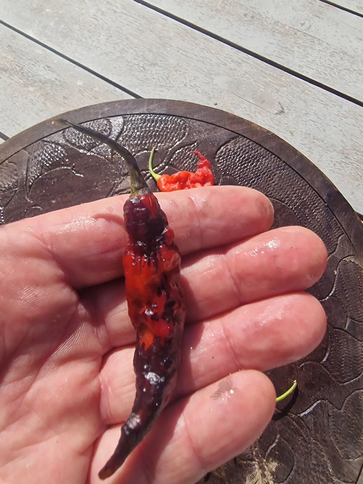 Pimenta Bela Ruby Chilli Seeds - Image 4
