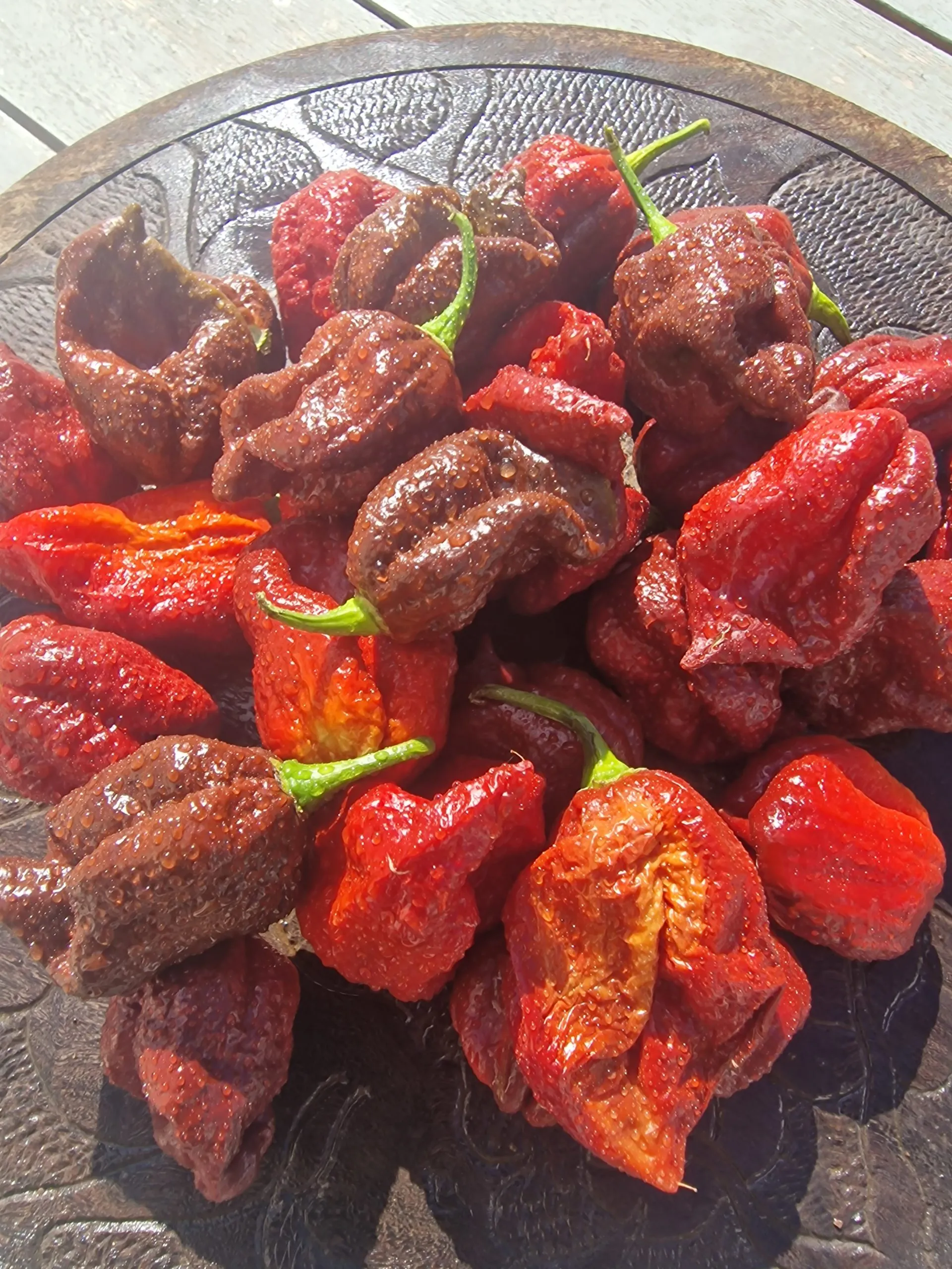 Defcon Chocolate Chilli Seeds - Image 3