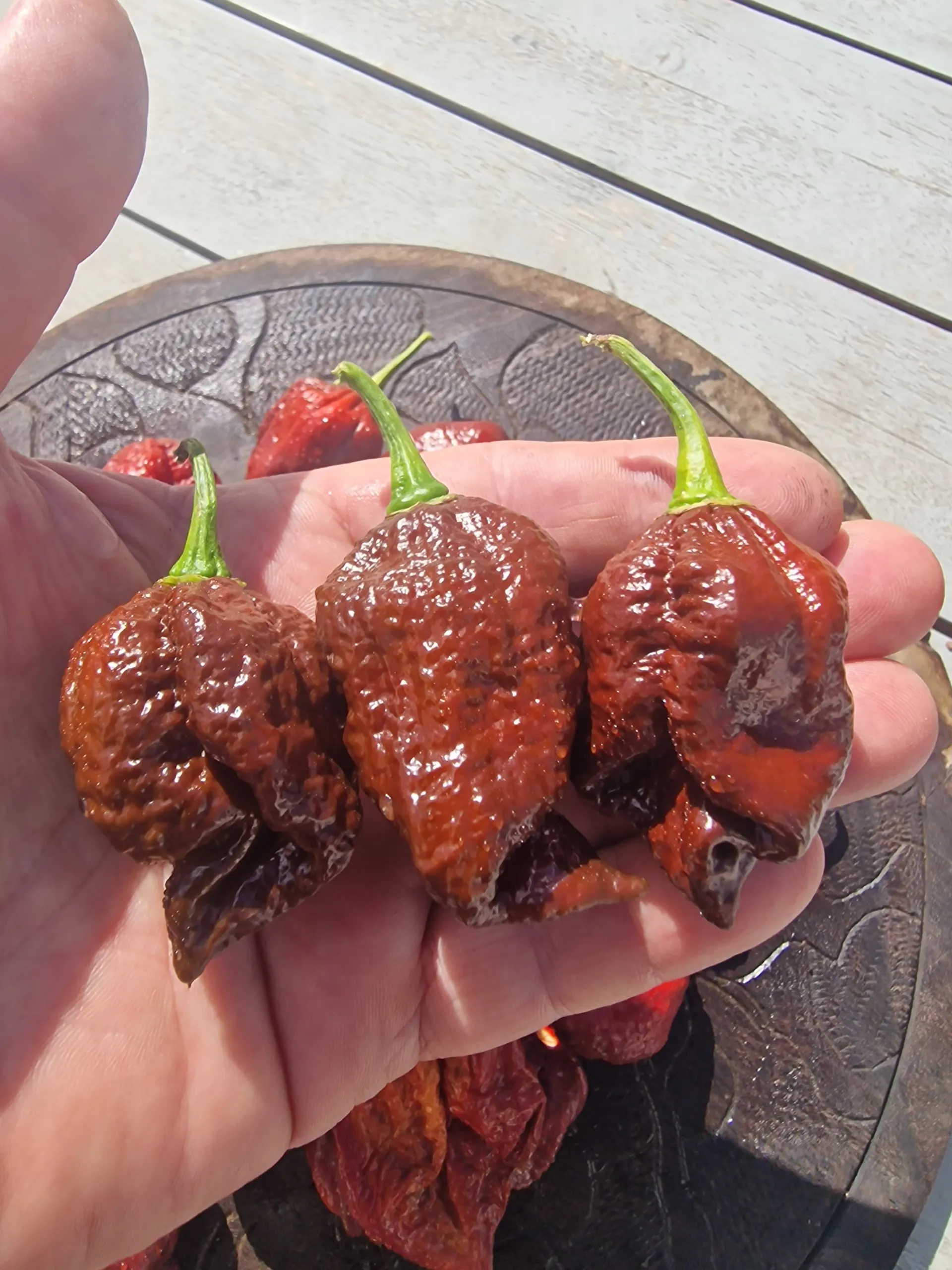 Defcon Chocolate Chilli Seeds - Image 2