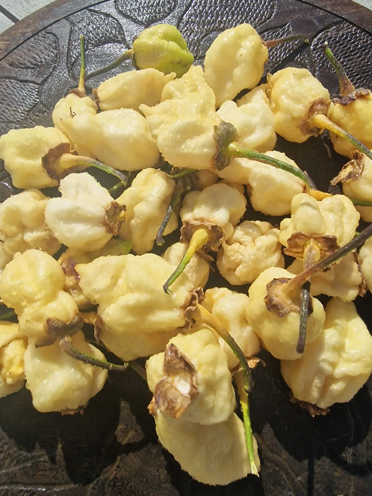 BBG Alchemy Chilli Seeds - Image 2