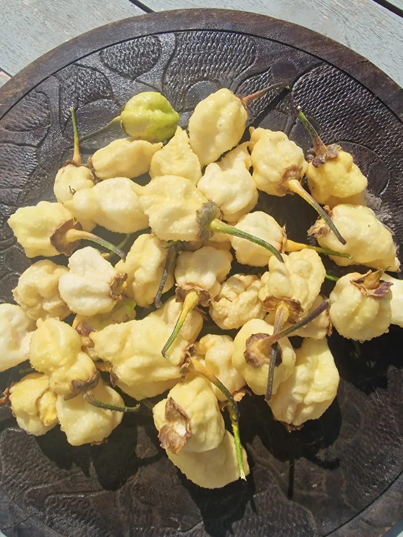 BBG Alchemy Chilli Seeds - Image 10