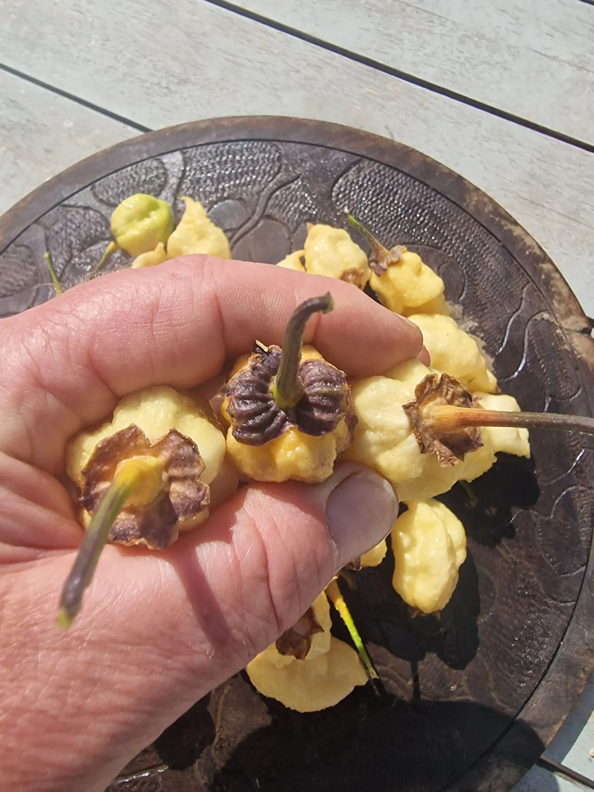 BBG Alchemy Chilli Seeds - Image 9