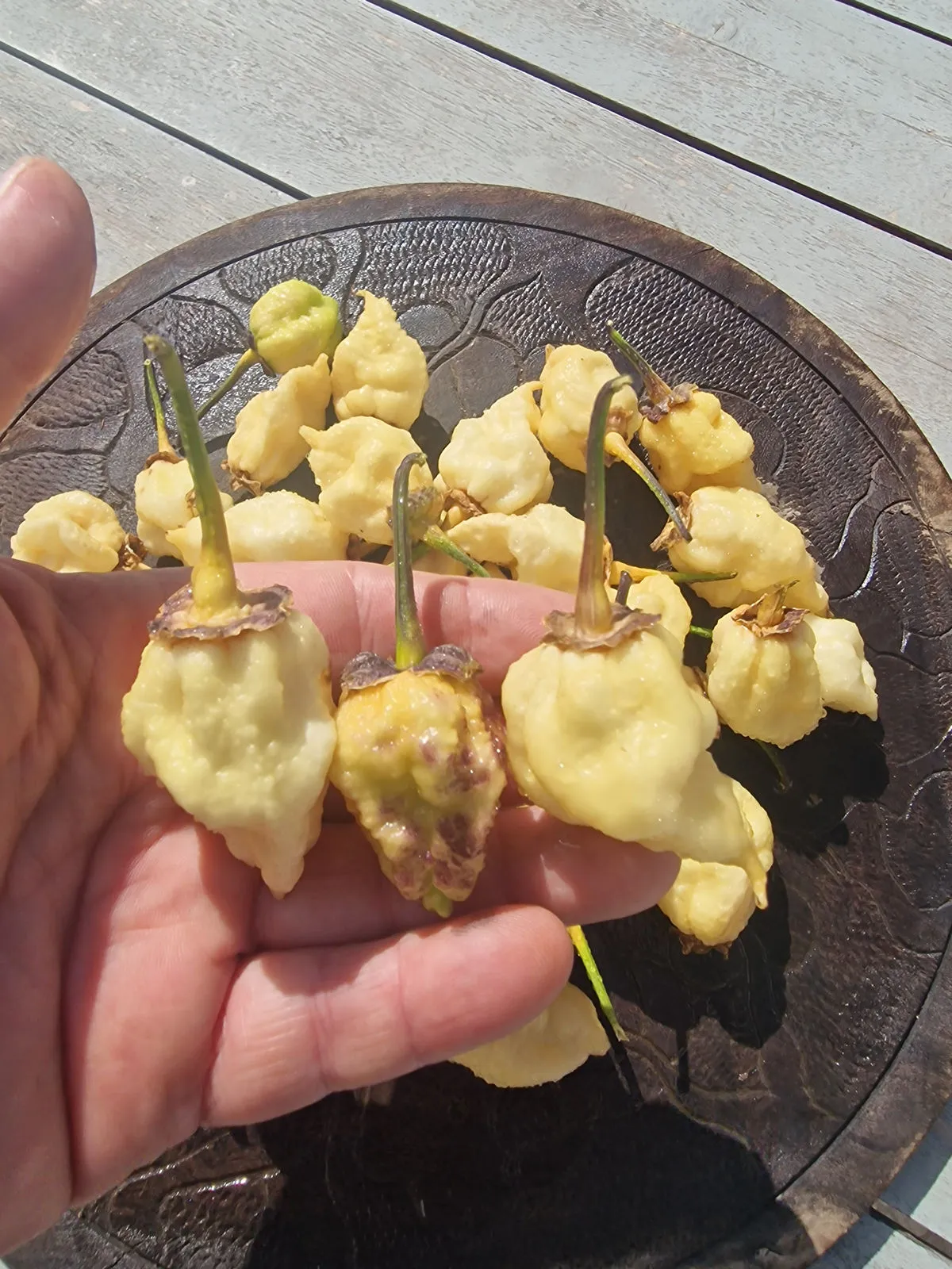 BBG Alchemy Chilli Seeds - Image 8