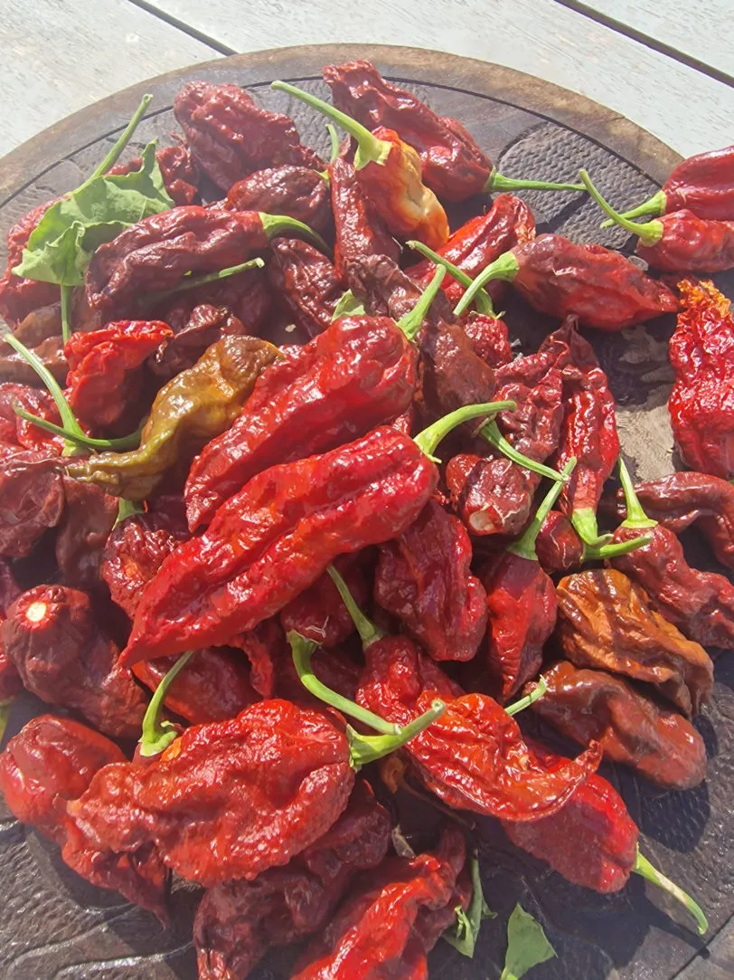 Wolverine Claw Chilli Seeds - Image 5