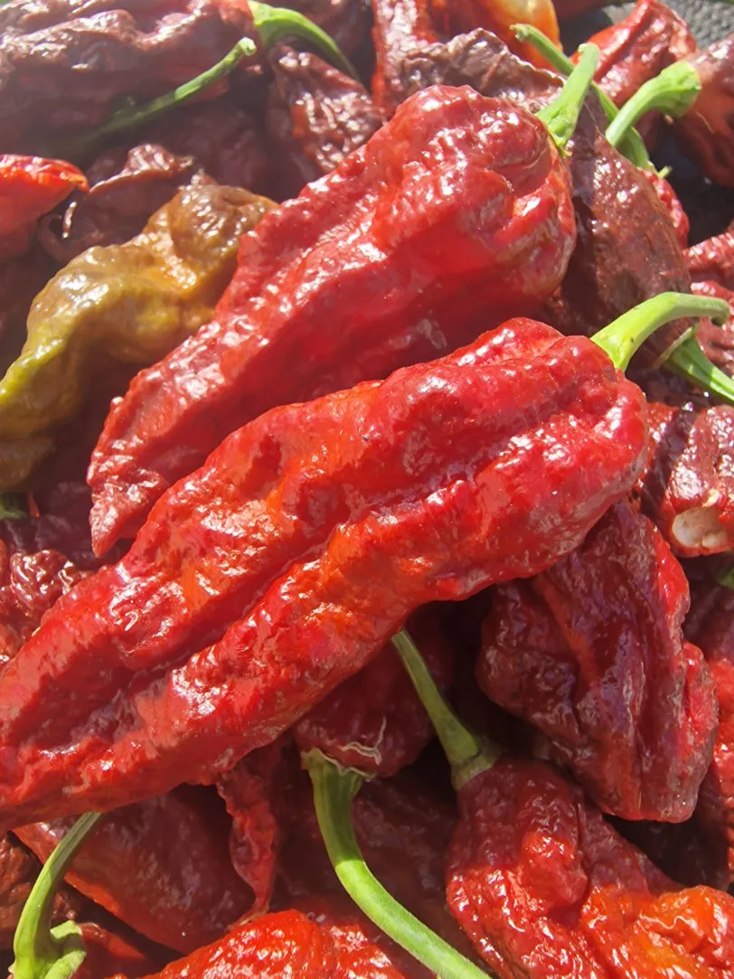 Wolverine Claw Chilli Seeds - Image 4