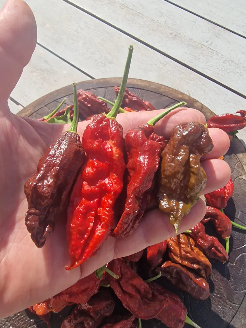 Wolverine Claw Chilli Seeds - Image 7