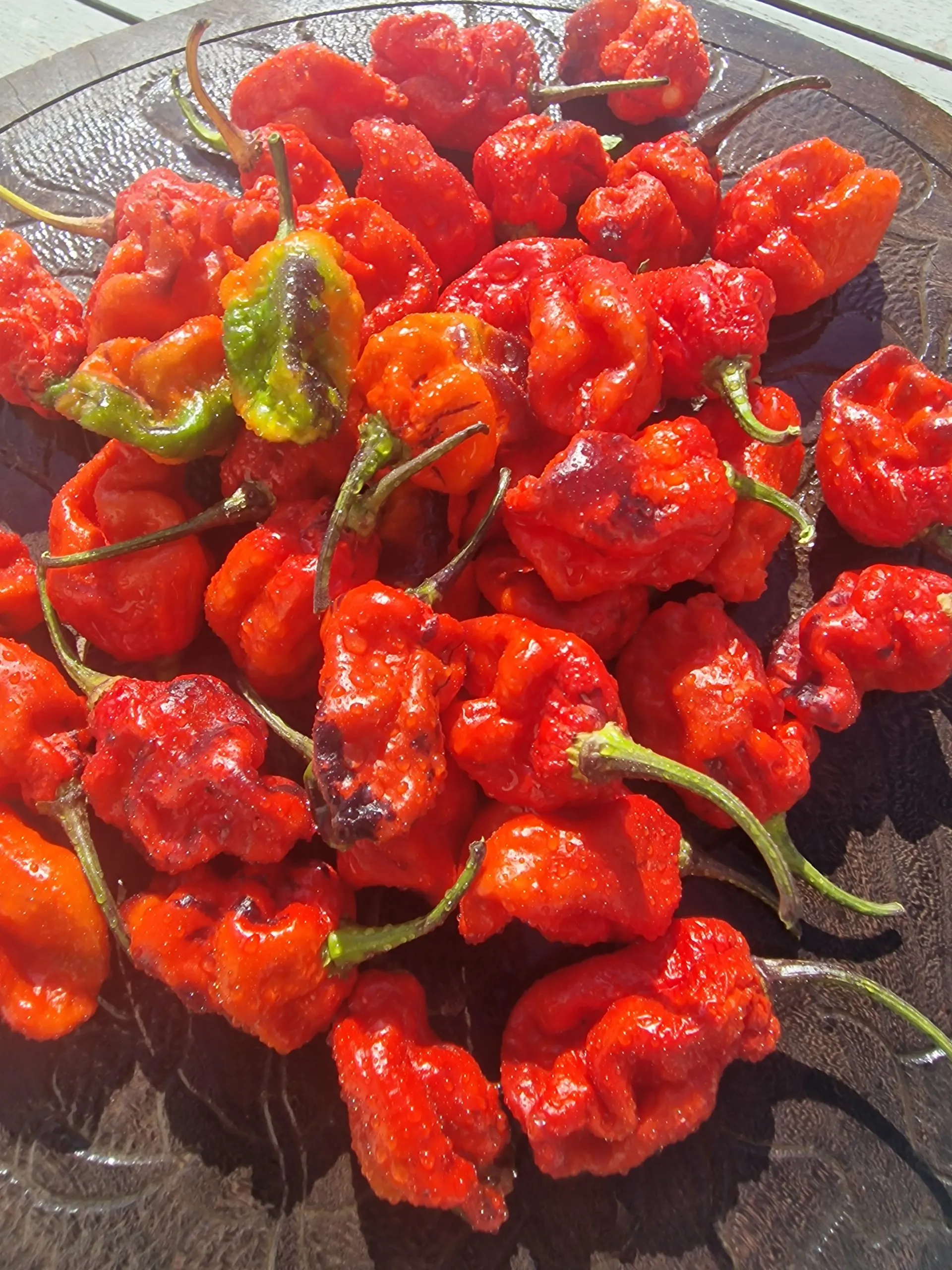 Leopard Reaper Chilli Seeds - Image 7