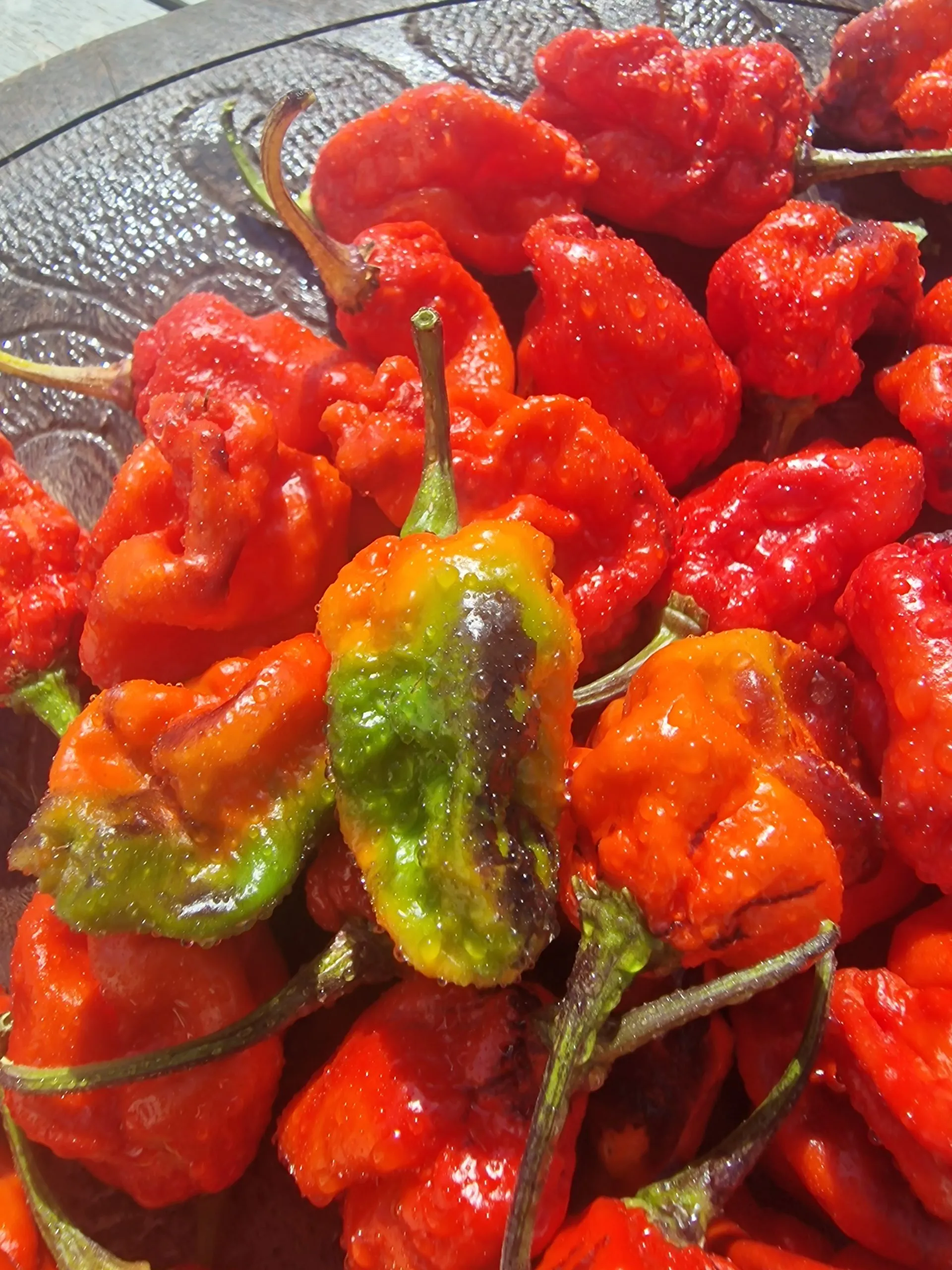 Leopard Reaper Chilli Seeds - Image 5