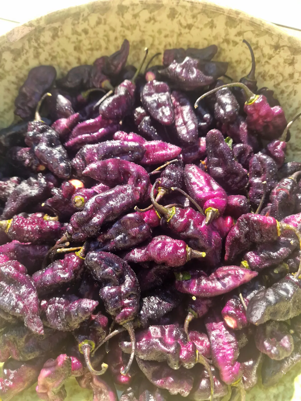 Pimenta Jolokia Ice Chilli Seeds - Image 4
