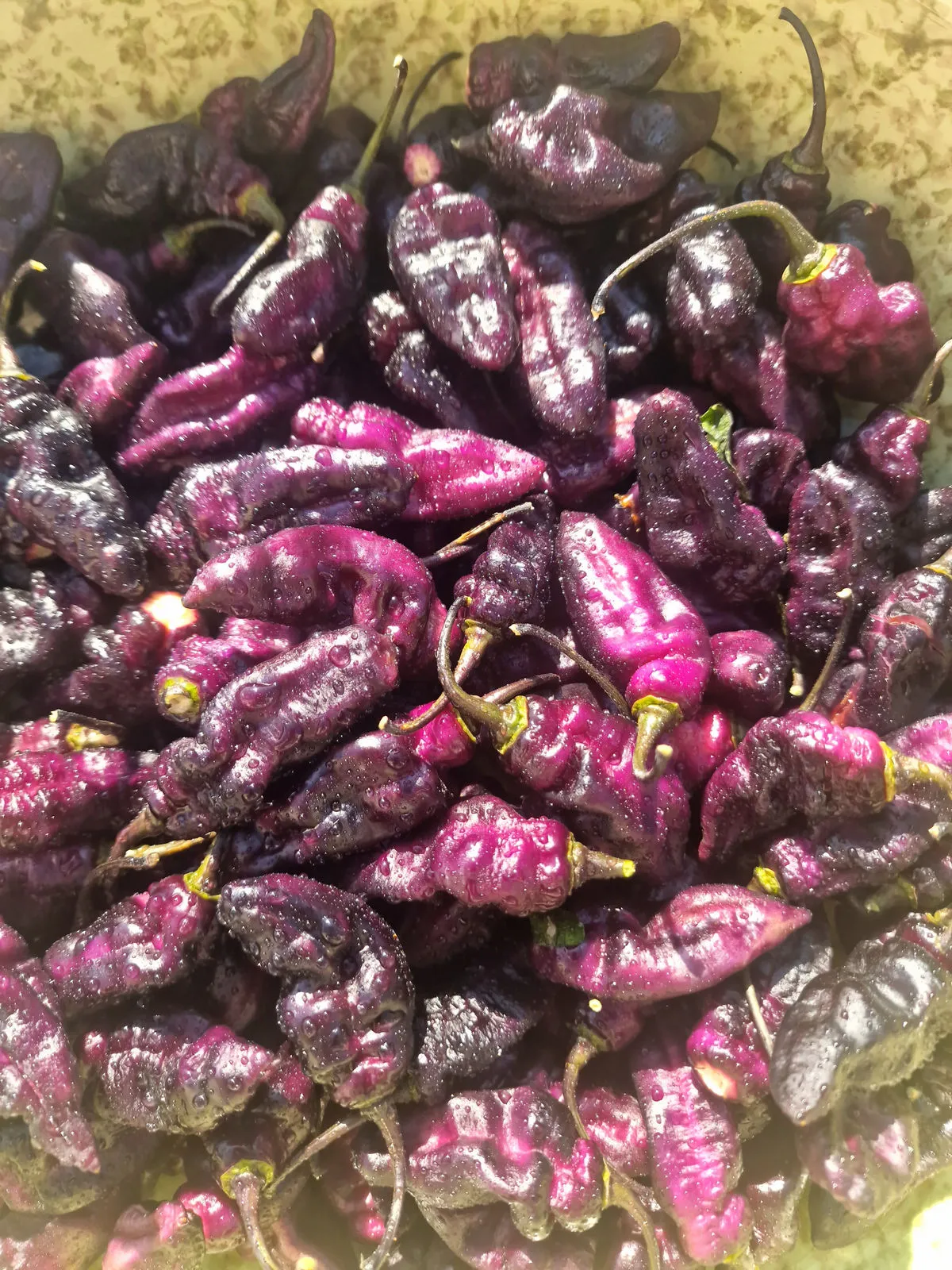 Pimenta Jolokia Ice Chilli Seeds - Image 3