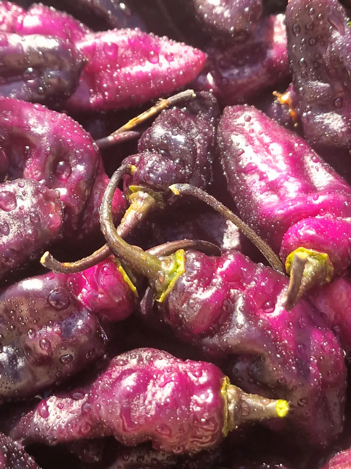 Pimenta Jolokia Ice Chilli Seeds - Image 2