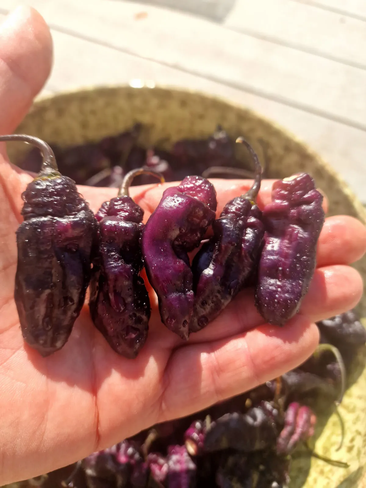 Pimenta Jolokia Ice Chilli Seeds - Image 9