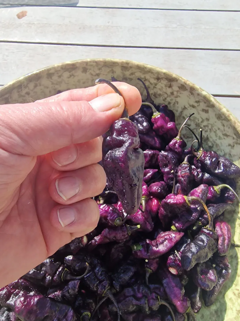 Pimenta Jolokia Ice Chilli Seeds - Image 8