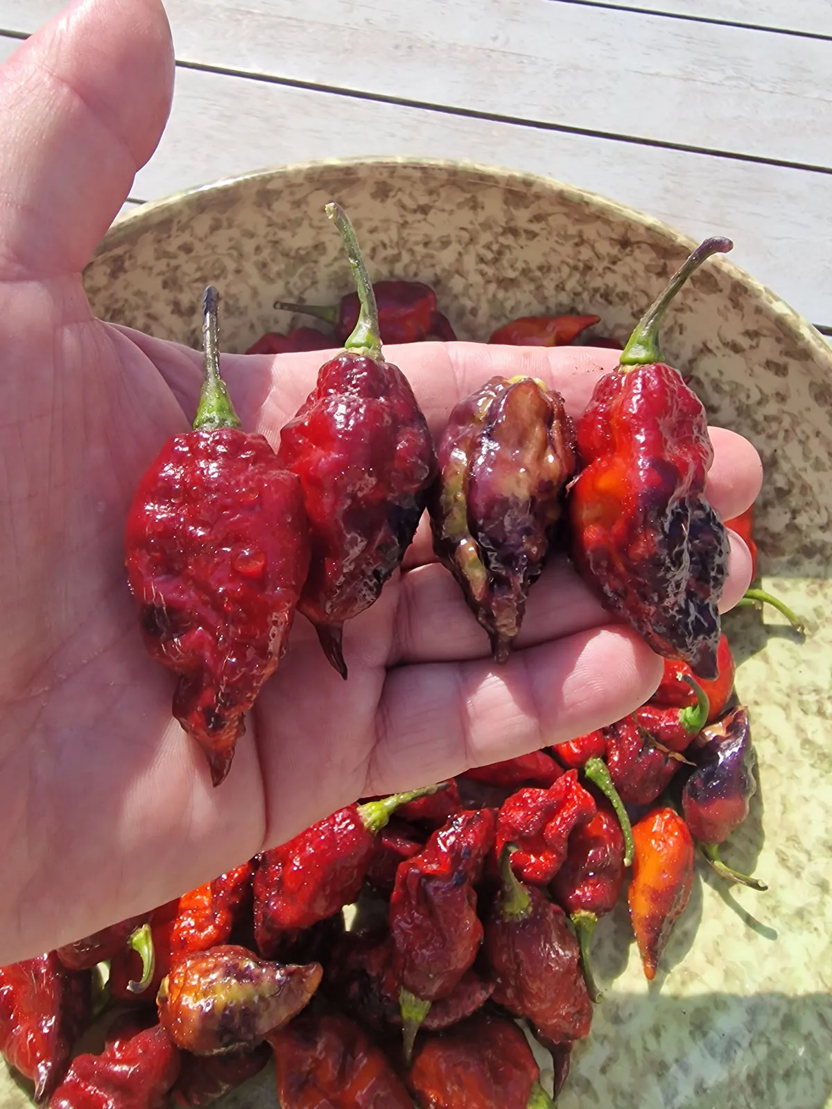 Fox Dark Naga Ruby Chilli Seeds - Image 4